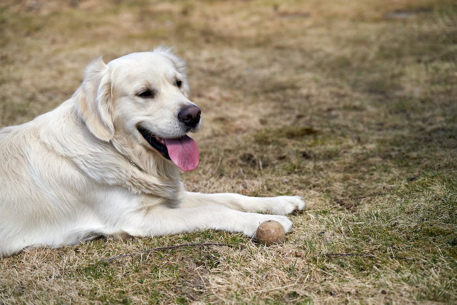  Hunde und Bälle: Gründe für die enge Bindung