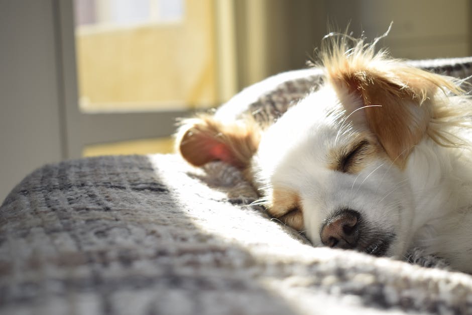 warum Hunde Bälle lieben