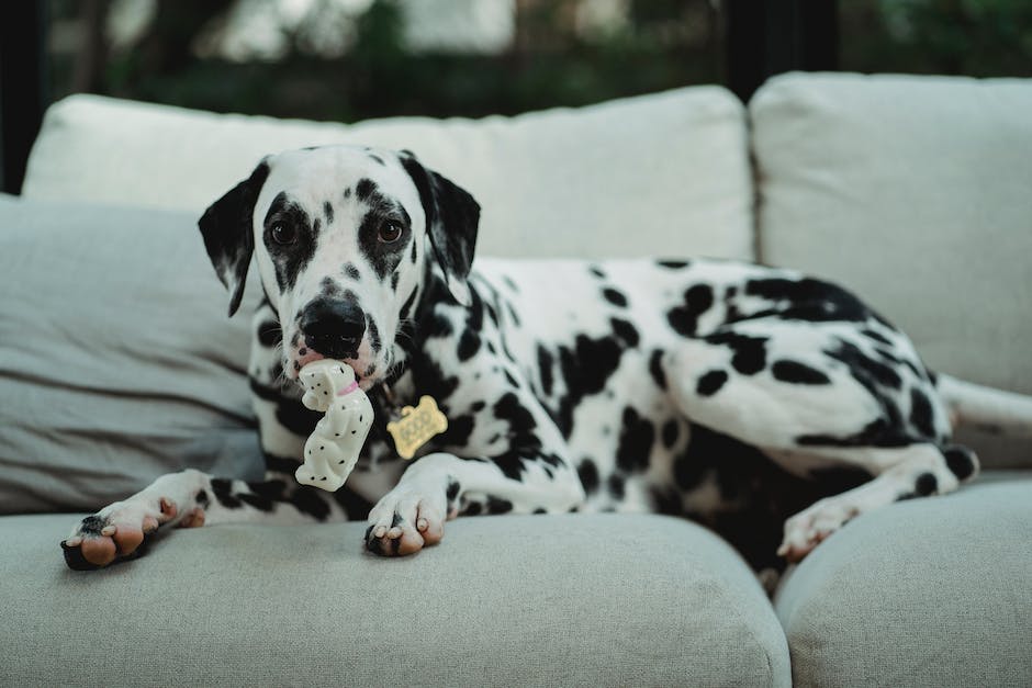  Alt-Attribute: Warum Hunde Quietschspielzeug mögen
