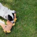 warum Hunde Quietschspielzeug mögen
