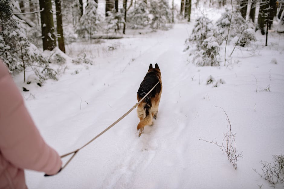  Hunde Freude am Schnee und Eis erleben