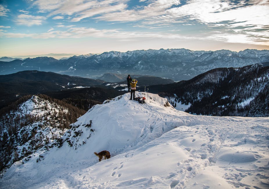 Warum Hunde Schnee lieben