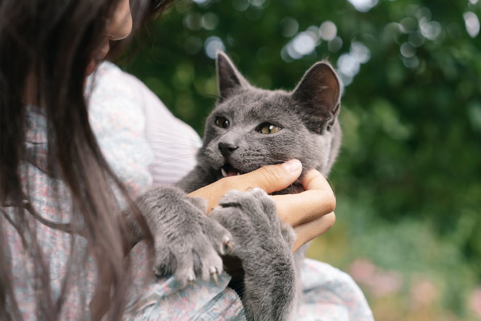  Katzen und Baldrian: Warum sie eine natürliche Liebesbeziehung haben