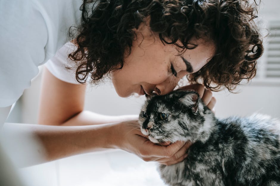 Katzen boxen liebende Gründe