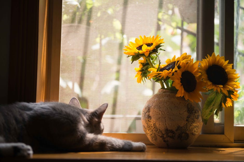 Warum Katzen Boxen mögen