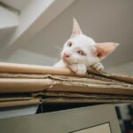 Katzen lieben Kartons wegen dem Komfort und dem Versteckmöglichkeiten, die sie bieten