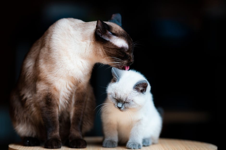 Katzen lieben es, mit Laserpointer zu spielen