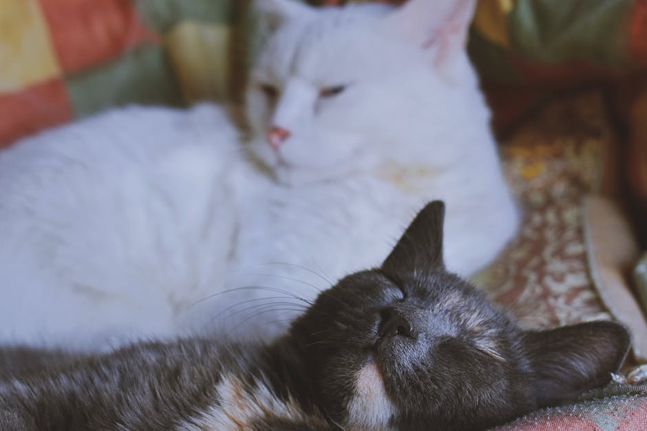  Warum Katzen Laserpointer lieben