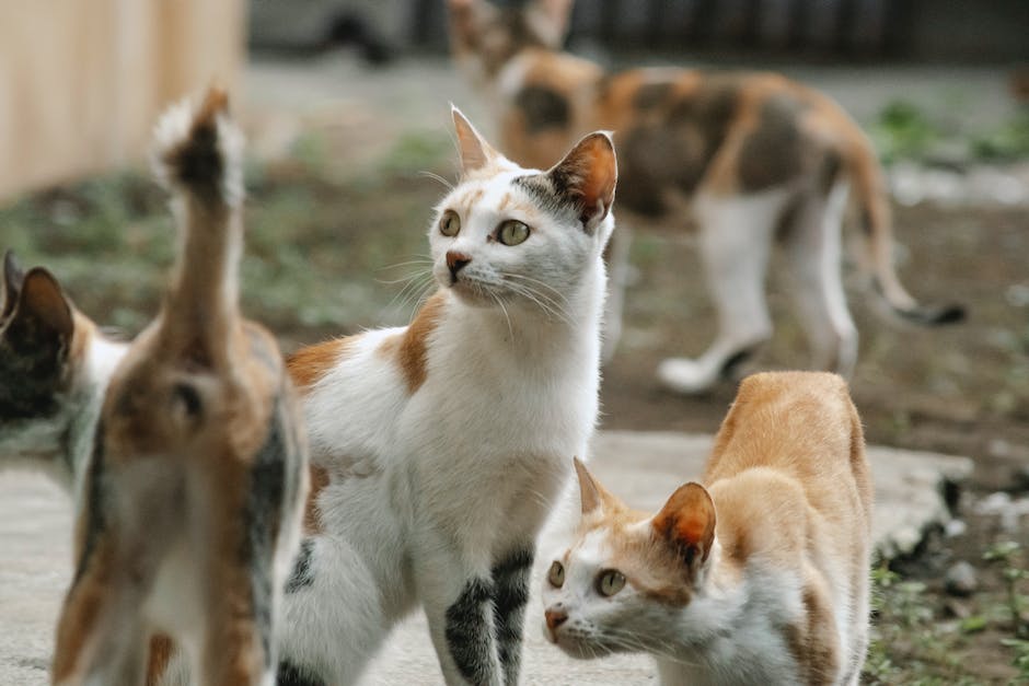 Katzen Freude an Laserpointer Tagung