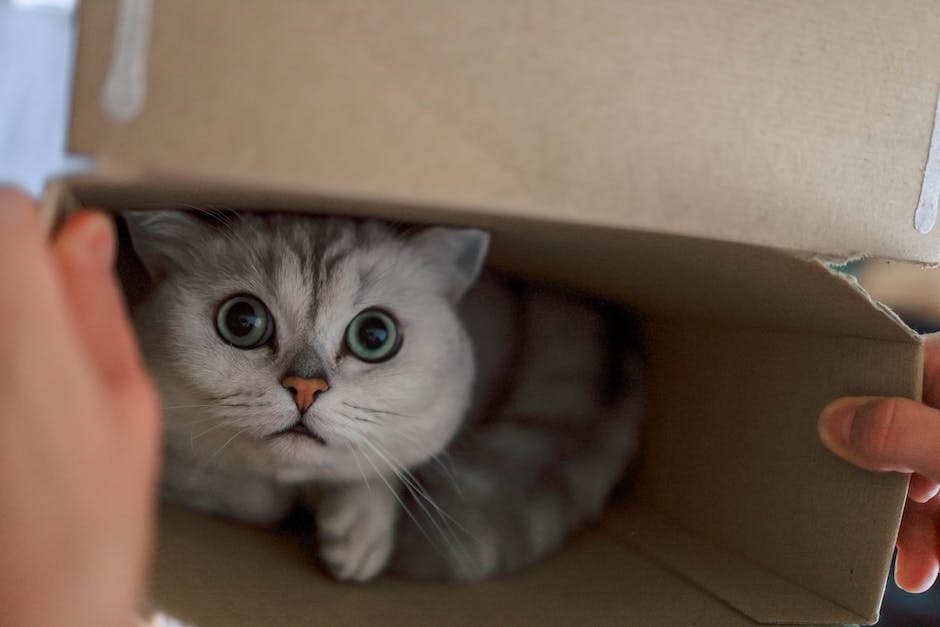 Katzen lieben Schachteln wegen des Spielspaßes und der Komfortbedürfnisse