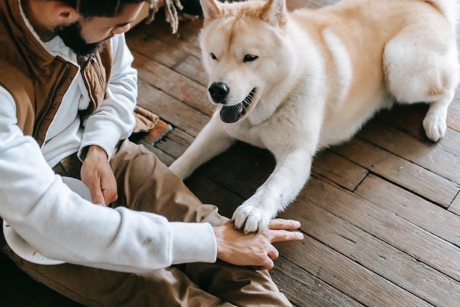Menschen lieben Hunde aufgrund emotionaler Bindungen
